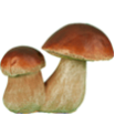 Грибы и тыквы