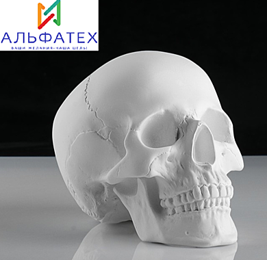 Гипсовая фигура анатомическая: «‎ЧЕРЕП анатомический»